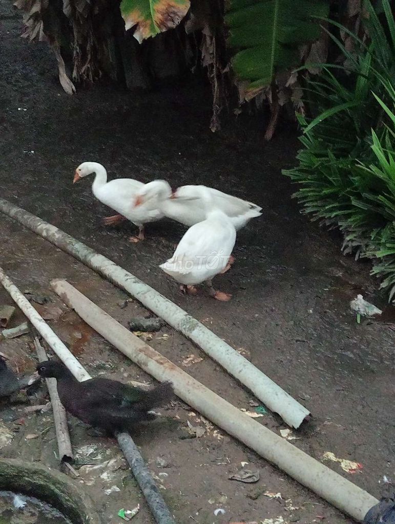 Ngỗng Trắng Khỏe Mạnh Nhanh Lớn. Mua bán Thú cưng khác tại Huyện Châu Thành An Giang được đăng bởi Tuấn Cp hình 1