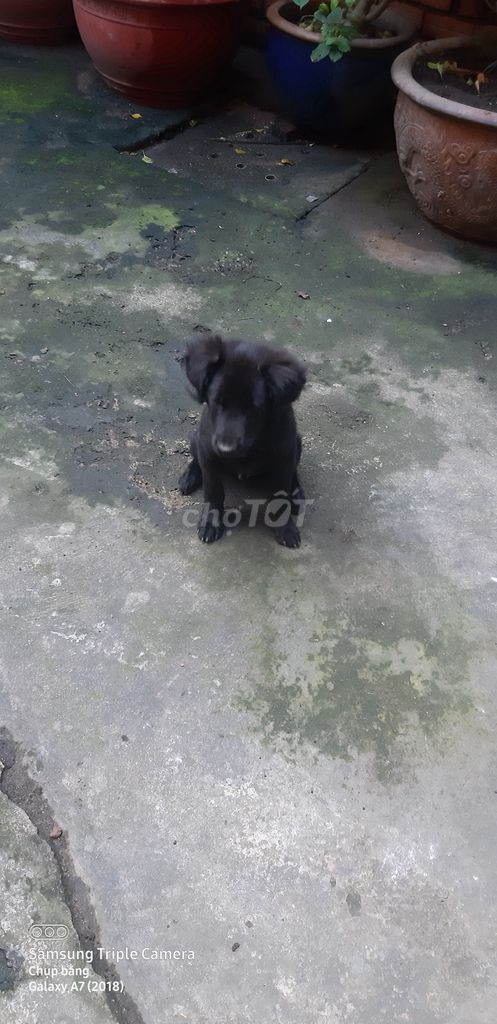 Bán chó đen phong thủy kèm nhà cho chó cưng. Mua bán Chó tại Quận 11 Tp Hồ Chí Minh được đăng bởi Lý hình 2