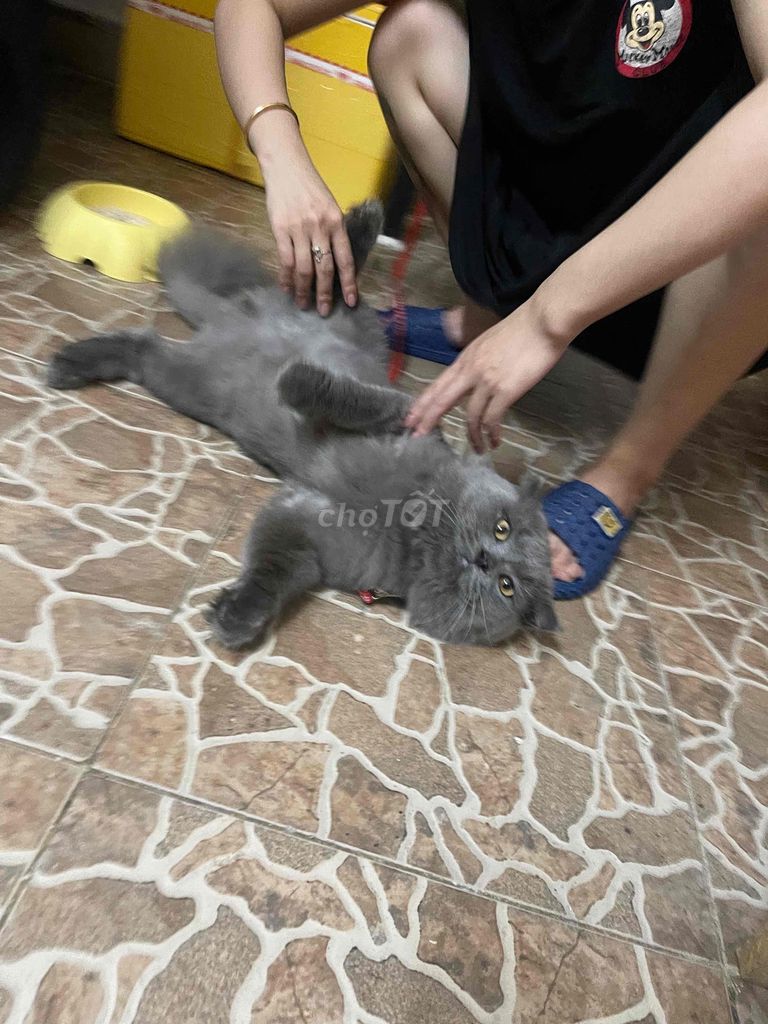 Mèo Anh lông ngắn màu xám đực. Mua bán Mèo tại Quận Sơn Trà Đà Nẵng được đăng bởi Amaterasu hình 4
