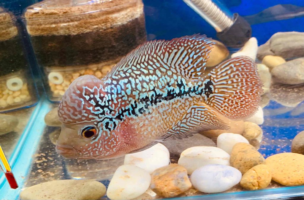 Kamfa F2 ngũ sắc size 3 ngón đầu khủng