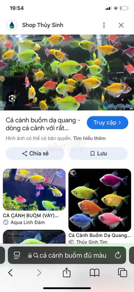 cá cánh buồm đủ màu ngẫu nhiên