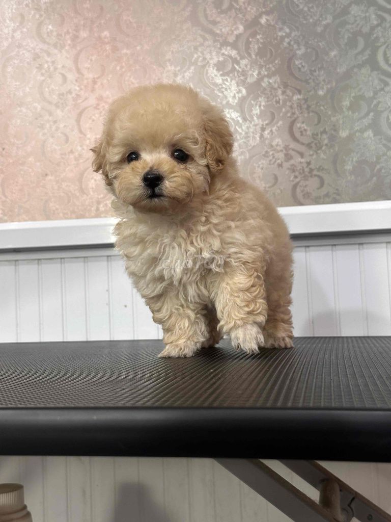 Chó Poodle Nâu vàng. Mua bán Chó tại Huyện Kiên Lương Kiên Giang được đăng bởi Huỳnh Sang hình 1
