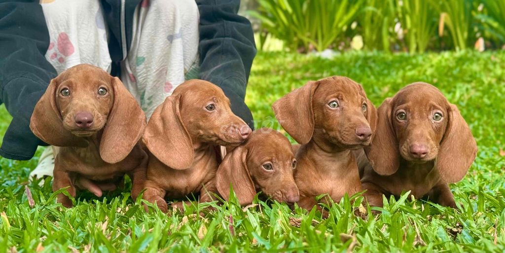 Chó Lạp xưởng mập đẹp đã tiêm phòng. Mua bán Chó tại Quận Cẩm Lệ Đà Nẵng được đăng bởi Anh Pet Shop hình 1