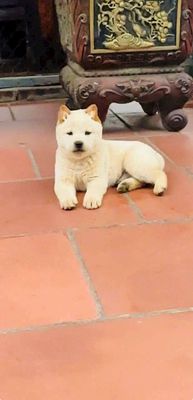 Chó đực màu trắng kem