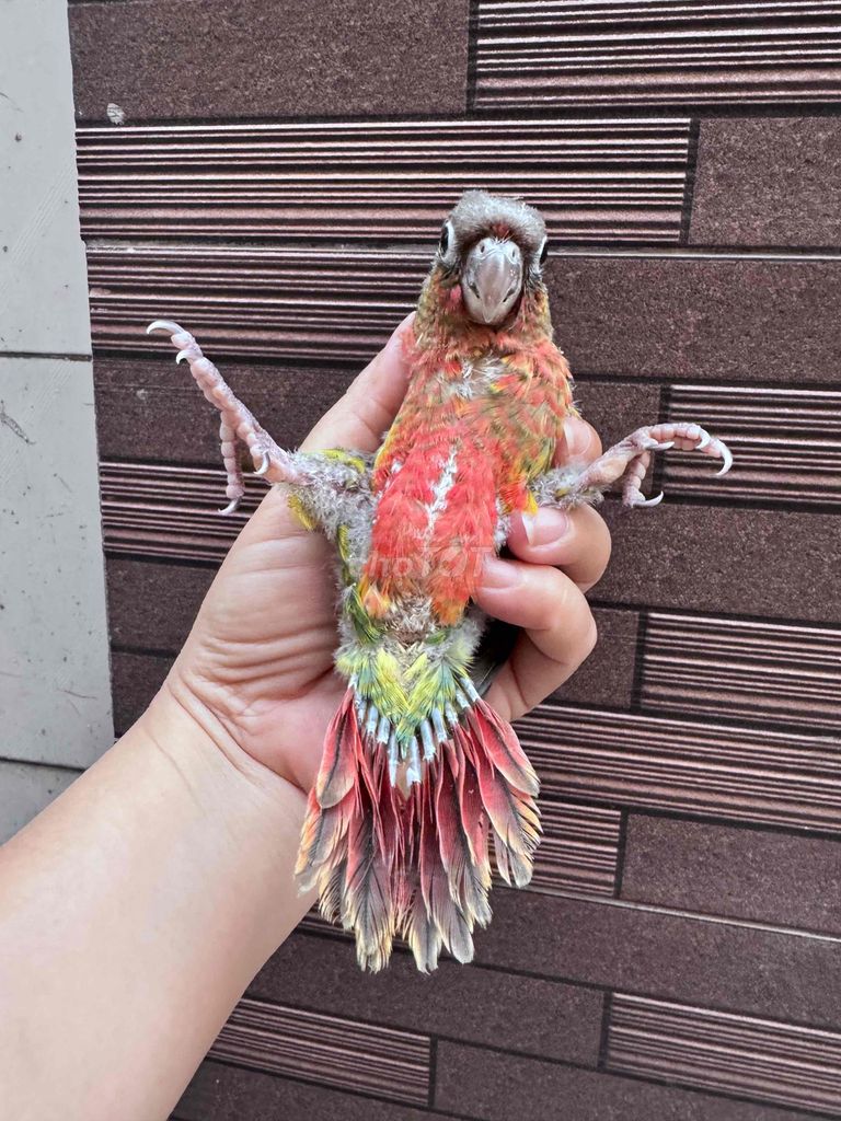 Chim Vẹt Đỏ vàng Tập ăn. Mua bán Chim tại Quận Tân Phú Tp Hồ Chí Minh được đăng bởi Thủy huỳnh hình 1