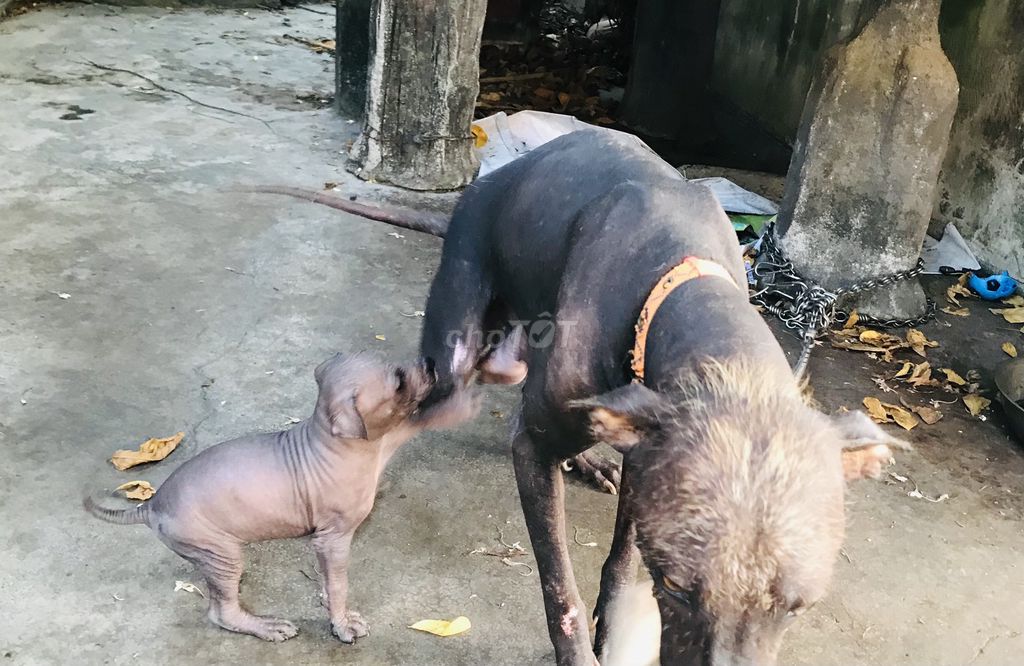 Chó Pêru con không lông. Mua bán Chó tại Huyện Đức Linh Bình Thuận được đăng bởi Dương hình 1