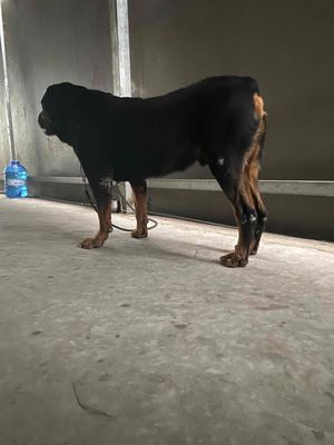 Chó Rottweiler đực đã tiêm