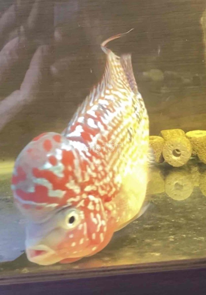 Cá La Hán King Kamfa Đỏ trắng đầu gù. Mua bán Thú cưng khác tại Thành phố Bắc Giang Bắc Giang được đăng bởi Tuan hình 1
