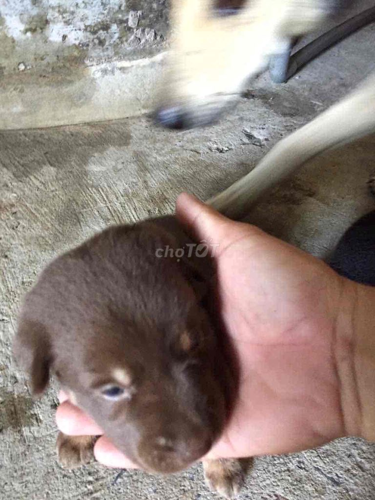 mình có bầy Pit Bull lai betge