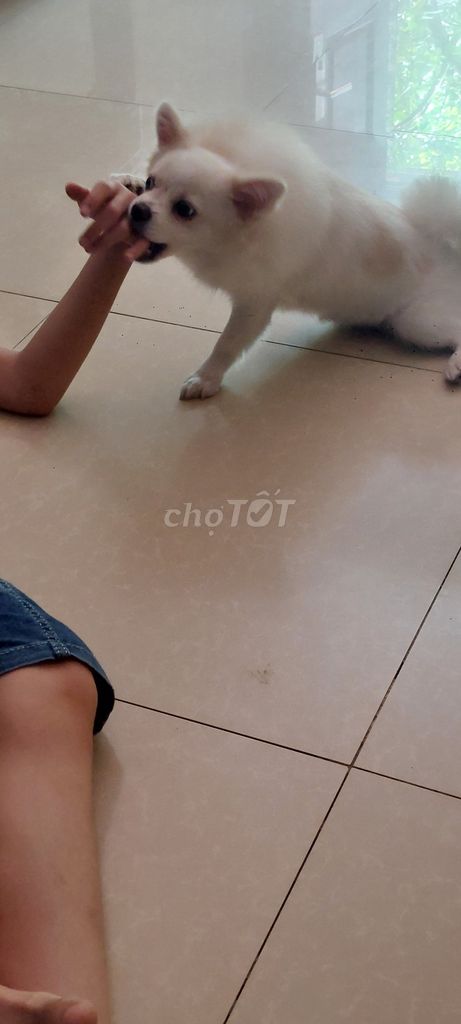 Chó Phốc Sóc trắng, hơn 1 năm tuổi,Cân nặng 3,5 kg. Mua bán Chó tại Quận Long Biên Hà Nội được đăng bởi 352 nvc hình 6