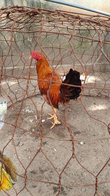 Gà tre bộ đội 2. Mua bán Gà tại Thành phố Thủ Dầu Một Bình Dương được đăng bởi Phương Lưu