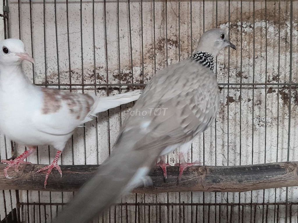 Chim cu gáy Xám bông, vân hoa đỏ To con. Mua bán Chim tại Huyện Bình Chánh Tp Hồ Chí Minh được đăng bởi Hai hình 1