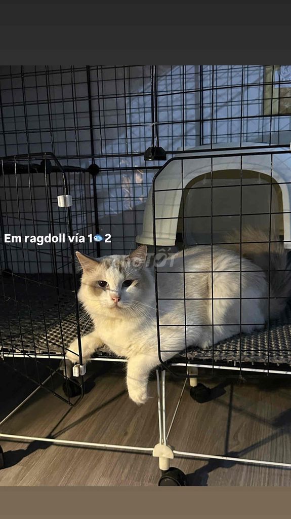 Mình cần tìm nhà mới cho các em Ragdoll và Sliver