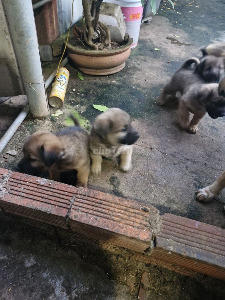 Chó con. Mua bán Chó tại Thành phố Vũng Tàu Bà Rịa - Vũng Tàu được đăng bởi Lê triệu hình 2