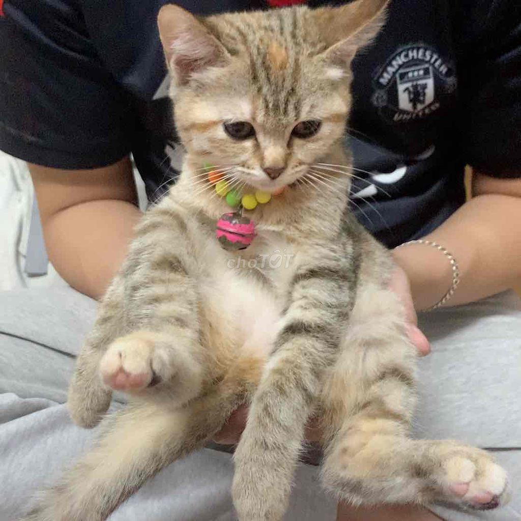 Mèo lai ALN sọc cái 4 tháng tuổi. Mua bán Mèo tại Quận Nam Từ Liêm Hà Nội được đăng bởi Nguyễn Hằng hình 1