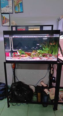 Hồ thủy sinh 704040 kính 5ly full bộ và cá.. Mua bán Phụ kiện, Thức ăn, Dịch vụ tại Huyện Hóc Môn Tp Hồ Chí Minh được đăng bởi Nghĩa