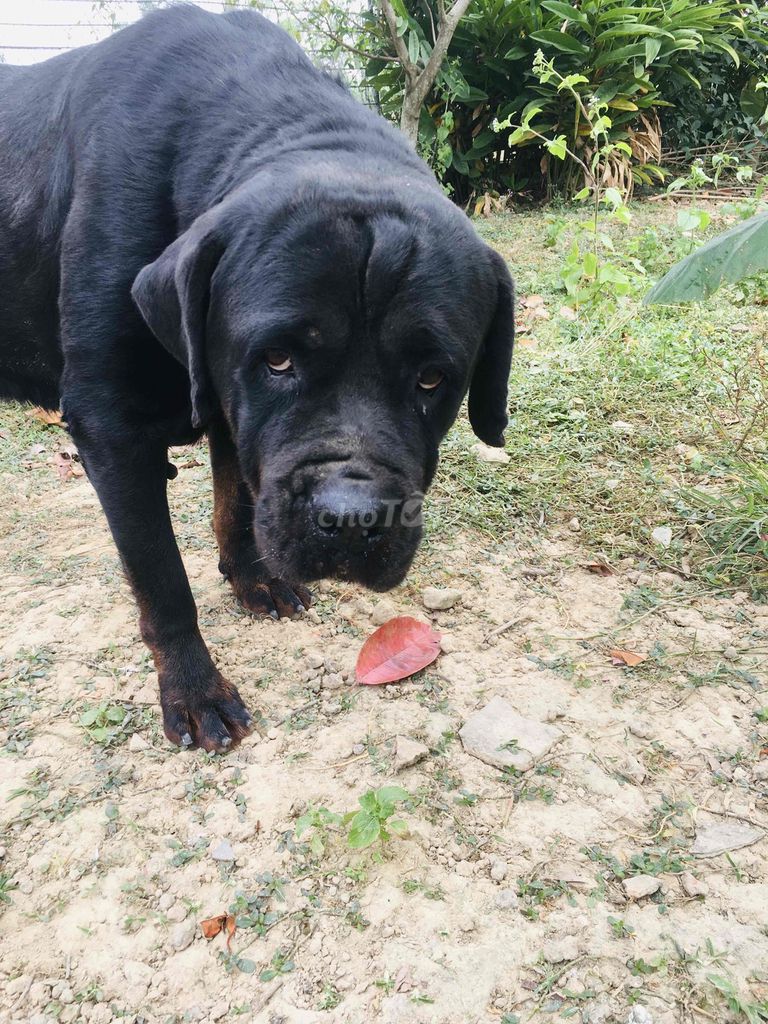 Cần tìm chủ mới. Mua bán Chó tại Huyện Việt Yên Bắc Giang được đăng bởi Nguyễn Đức Giang hình 2