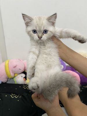 Mèo Golden Silver 2 tháng tuổi. Mua bán Mèo tại Huyện Hóc Môn Tp Hồ Chí Minh được đăng bởi Nguyen Thi Lam Anh (K15 HCM)