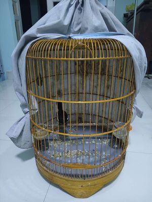 chim chích chòe than mẫu hót. Mua bán Chim tại Huyện Bình Chánh Tp Hồ Chí Minh được đăng bởi thiện chim than