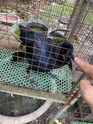 qua qua den. Mua bán Chim tại Thành phố Thủ Dầu Một Bình Dương được đăng bởi Ngoạ Long 