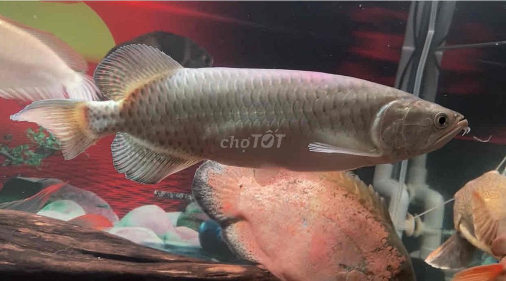 Cá Kim long úc gần 40cm thanh lý hoặc giao lưu lóc. Mua bán Thú cưng khác tại Quận Bình Tân Tp Hồ Chí Minh được đăng bởi Mê Cá hình 1