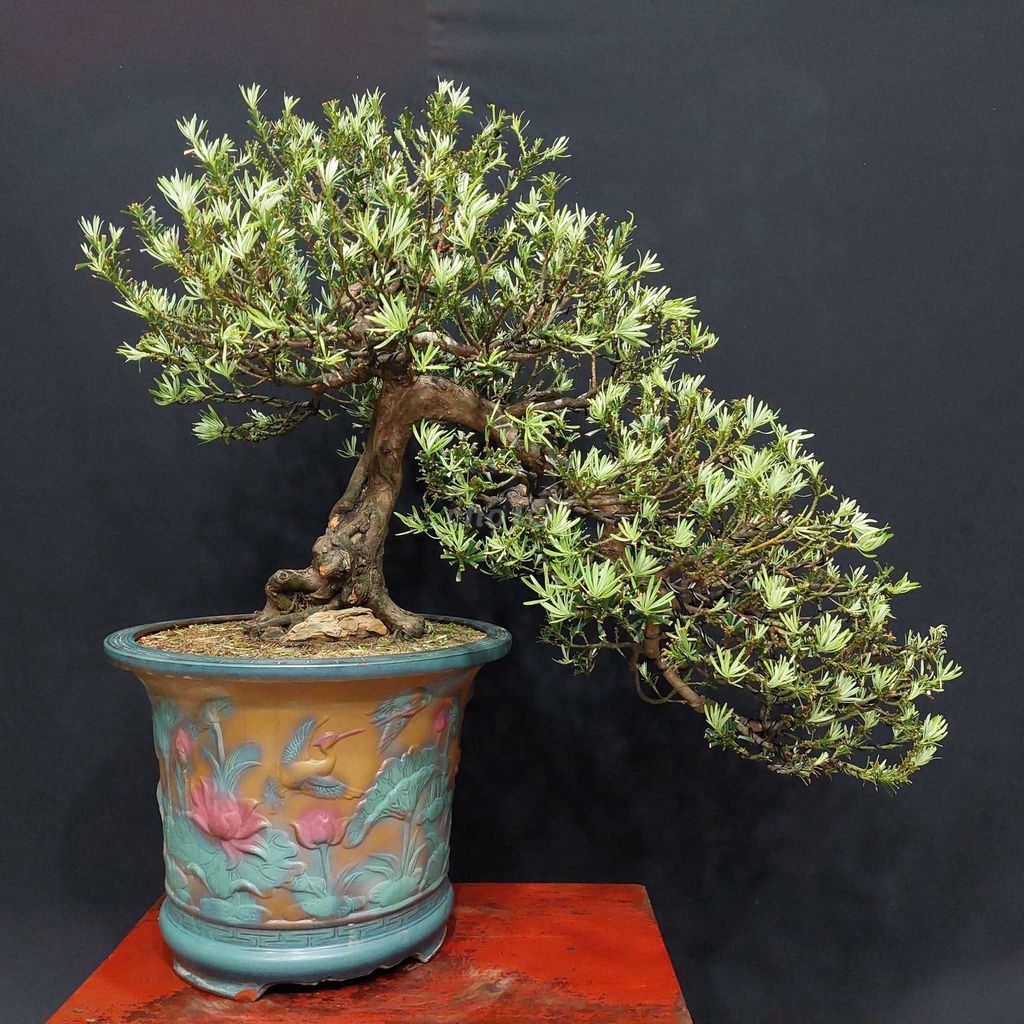 Cây cảnh Tùng La Hán Thác đổ 70cm. Mua bán Cây cảnh, đồ trang trí tại Quận Hải Châu Đà Nẵng được đăng bởi Trần Xuân Dương hình 1
