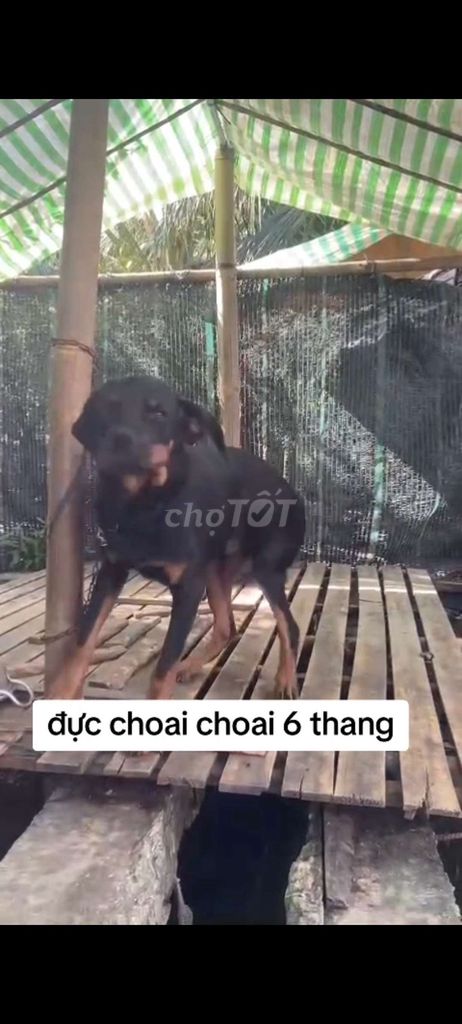 Cho rottweile đực choai. Mua bán Chó tại Thành phố Mỹ Tho Tiền Giang được đăng bởi thuy tran hình 2
