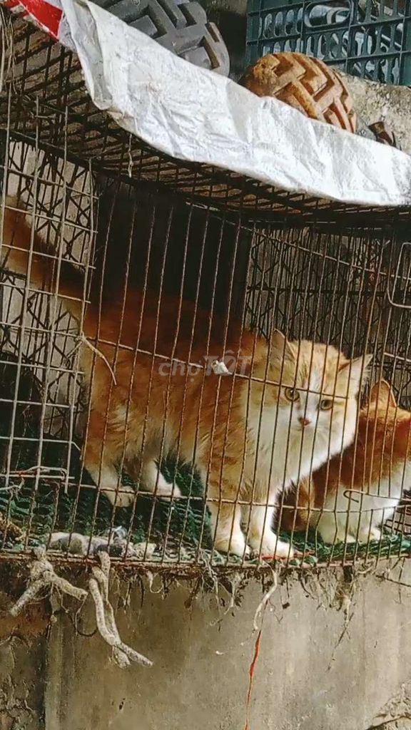 mèo cảnh trưởng thành đẹp như hình. Mua bán Mèo tại Huyện Thường Tín Hà Nội được đăng bởi Thanhdat Nguyen hình 1