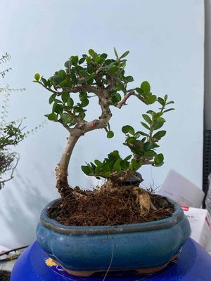 Cây sam núi trái. Mua bán Cây cảnh, đồ trang trí tại Quận 10 Tp Hồ Chí Minh được đăng bởi Hoàng Hải