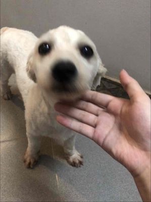 Nhượng lại cún mẹ poodle thuần lai bố phốc sóc. Mua bán Chó tại Huyện Thanh Trì Hà Nội được đăng bởi Nguyễn Thục Anh