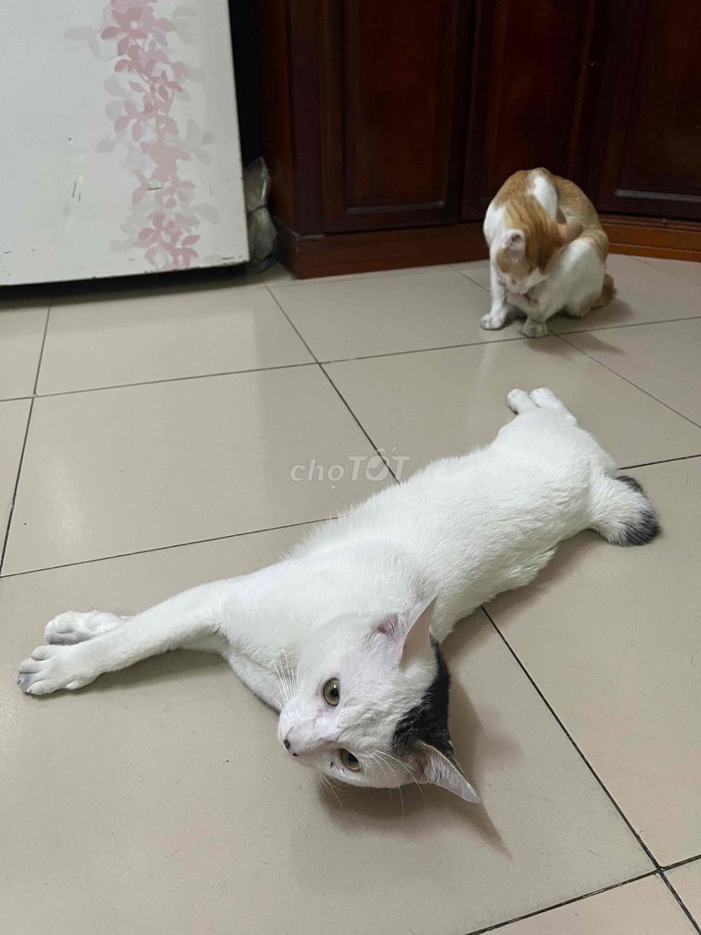 Mèo ta đực trên 1 năm. Mua bán Mèo tại Quận 11 Tp Hồ Chí Minh được đăng bởi thu hình 1