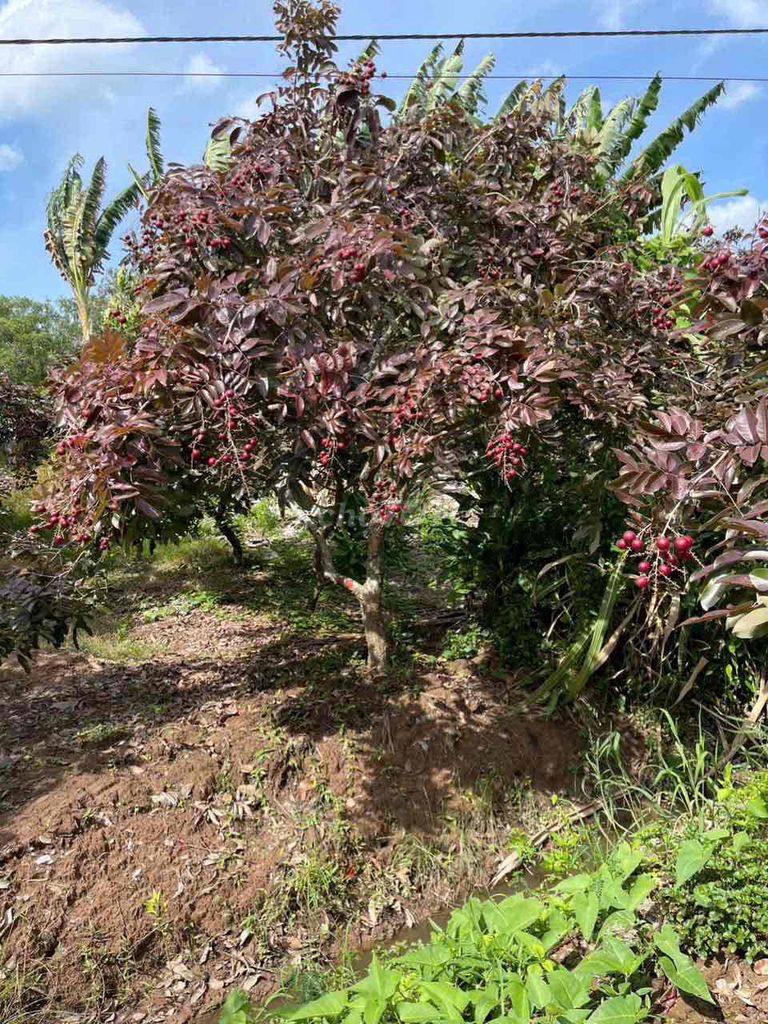 nhãn tím lh ***. Mua bán Cây cảnh, đồ trang trí tại Huyện Cầu Kè Trà Vinh được đăng bởi Trần phát hình 1