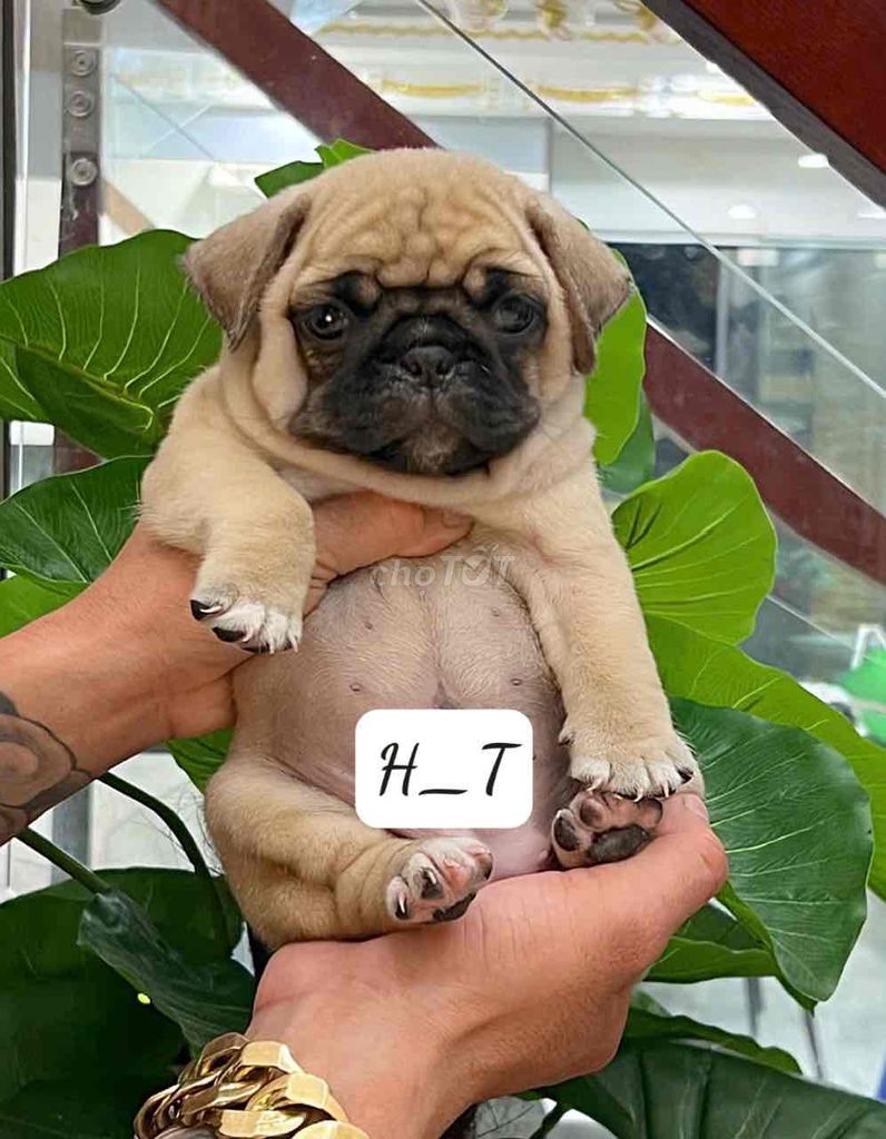 pug heo lùn