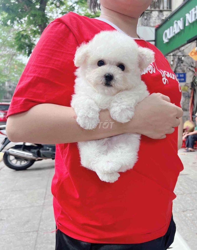 Bé  poodle rất ngoan dáng iu