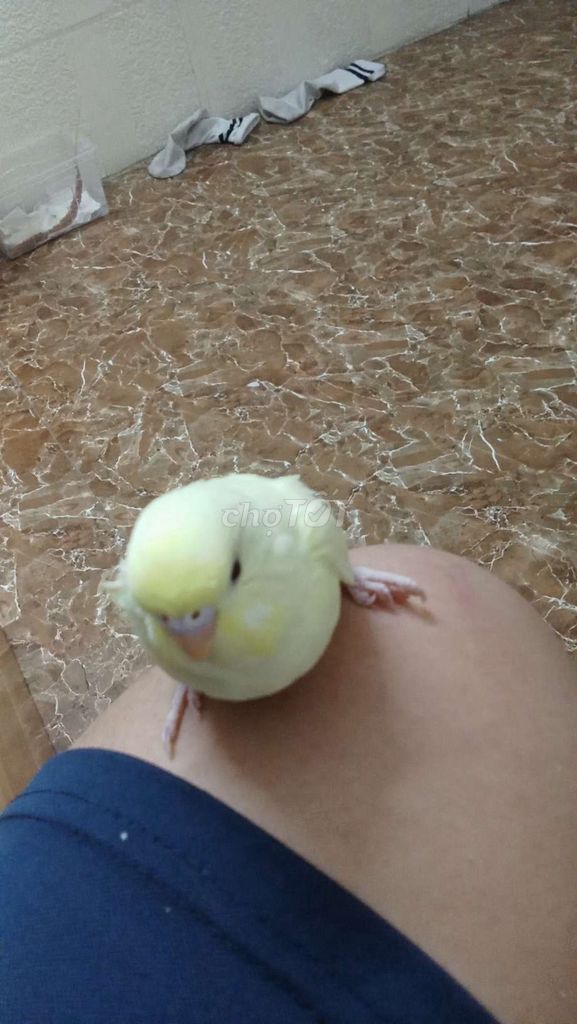 Chim cảnh Vàng nhạt. Mua bán Chim tại Quận Ba Đình Hà Nội được đăng bởi Khánh Toàn hình 1