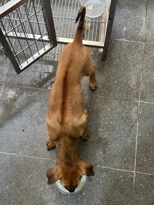 phú quốc vàng đực xoáy kiếm