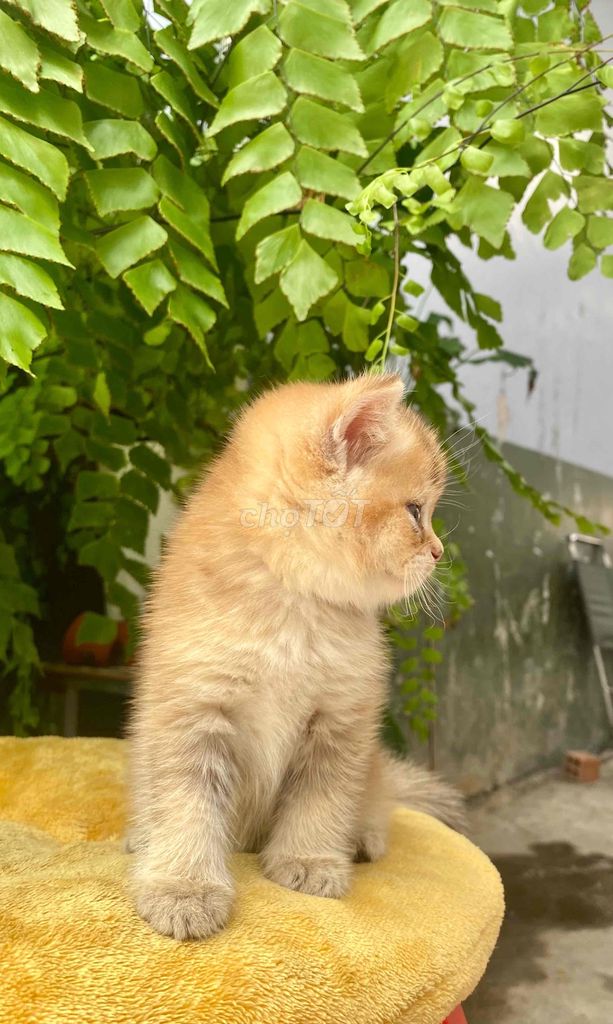 Bầy Mèo Con Golden Silver