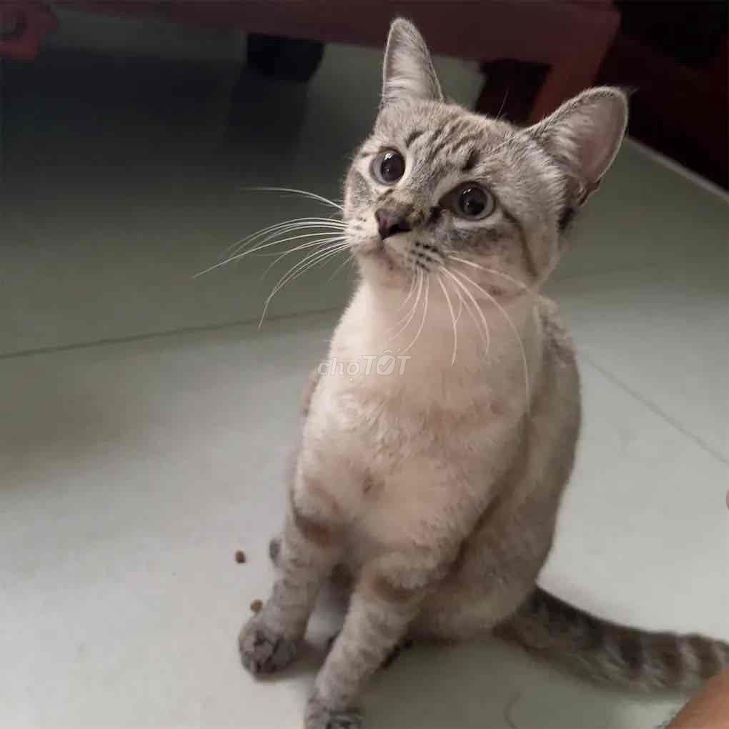 Mèo Lai Xiêm Mướp cái 2 tuổi đã tiêm. Mua bán Mèo tại Huyện Gia Lâm Hà Nội được đăng bởi Duy Trọng hình 1