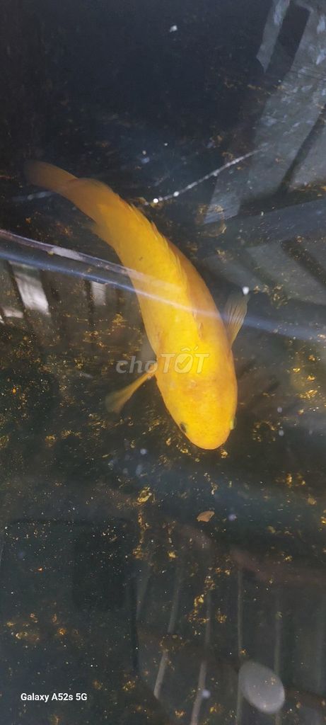 Cá rô vàng Vàng hơn 0.5kg. Mua bán Thú cưng khác tại Huyện Giồng Trôm Bến Tre được đăng bởi KuThi Tattoo hình 1