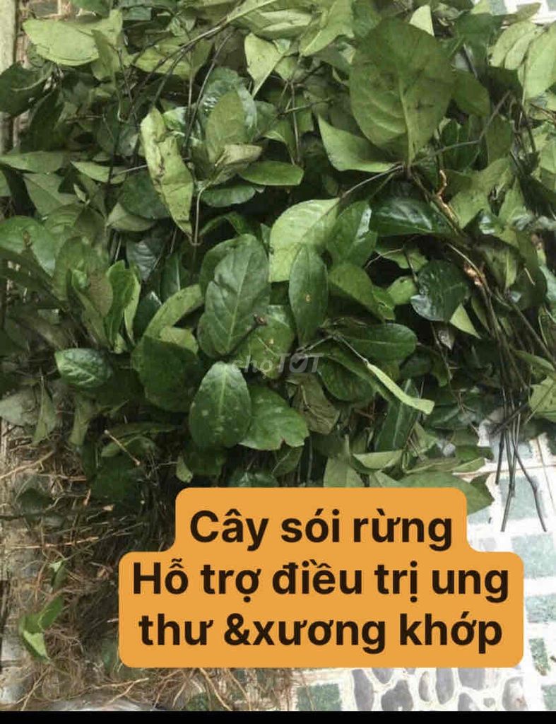 lá cây chè-dùng nấu uống hàng ngày