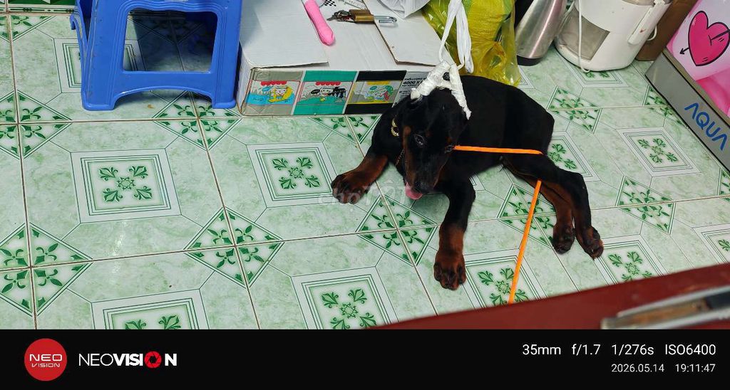 Chó Doberman đực Đen. Mua bán Chó tại Thành phố Vũng Tàu Bà Rịa - Vũng Tàu được đăng bởi nguyễn khánh thành hình 1