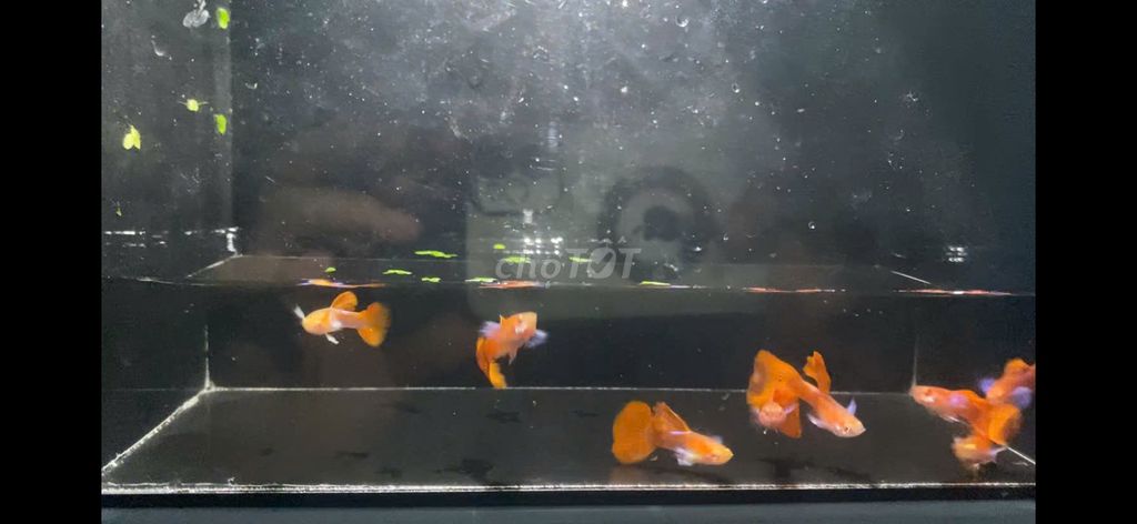 Cá Guppy Full Red blue ear khỏe mạnh. Mua bán Thú cưng khác tại Thành phố Thủ Đức Tp Hồ Chí Minh được đăng bởi Lê Đào Anh Vũ hình 1