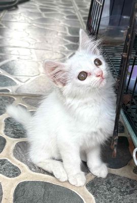 xuât cảnh cẩn tỉm chủ mới cho bẻ mẻo. Mua bán Mèo tại Quận Bình Tân Tp Hồ Chí Minh được đăng bởi Phương