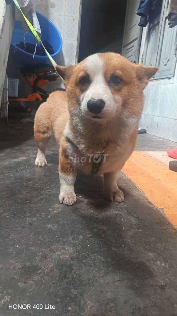 Chó Corgi Cái Nâu trắng. Mua bán Chó tại Quận Lê Chân Hải Phòng được đăng bởi Anh huy hình 1