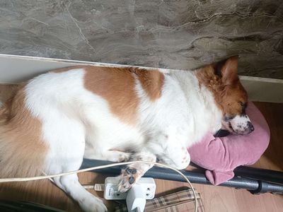 Bán chó Corgi lai Nhật. Mua bán Chó tại Quận 12 Tp Hồ Chí Minh được đăng bởi Yến Nhi