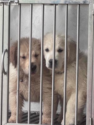 Chó Golden Retriever vàng kem 48 ngày