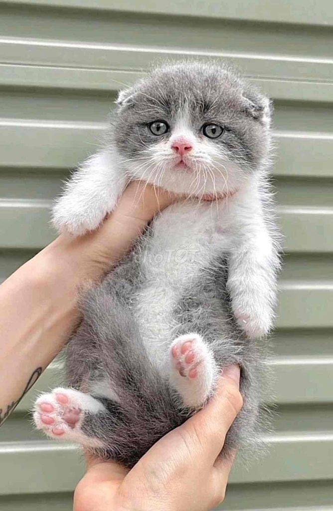 mèo aln xám xanh , bicolor siêu xinh gần 3 tháng