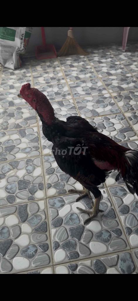 Gà trống Đen Đỏ Đực 3.2kg. Mua bán Gà tại Quận Cẩm Lệ Đà Nẵng được đăng bởi Phạm Phú Cầu hình 1
