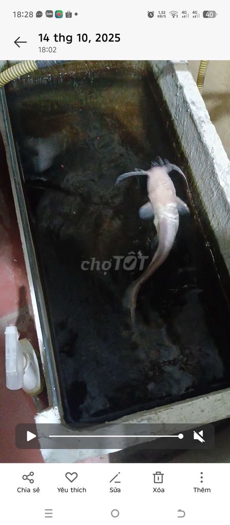Cá Trê trắng size 40. Mua bán Thú cưng khác tại Huyện Đan Phượng Hà Nội được đăng bởi Mr Thang hình 1