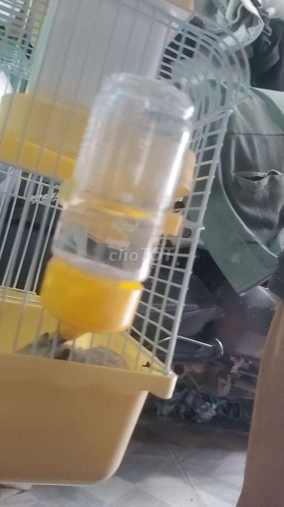 Hamster Bear Trắng xám. Mua bán Thú cưng khác tại Thành phố Thuận An Bình Dương được đăng bởi Minh Thy hình 1